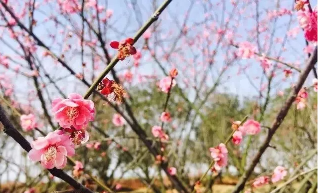 城南三校中學(xué)和小學(xué)食堂四人餐桌新增采購項(xiàng)目變更公告